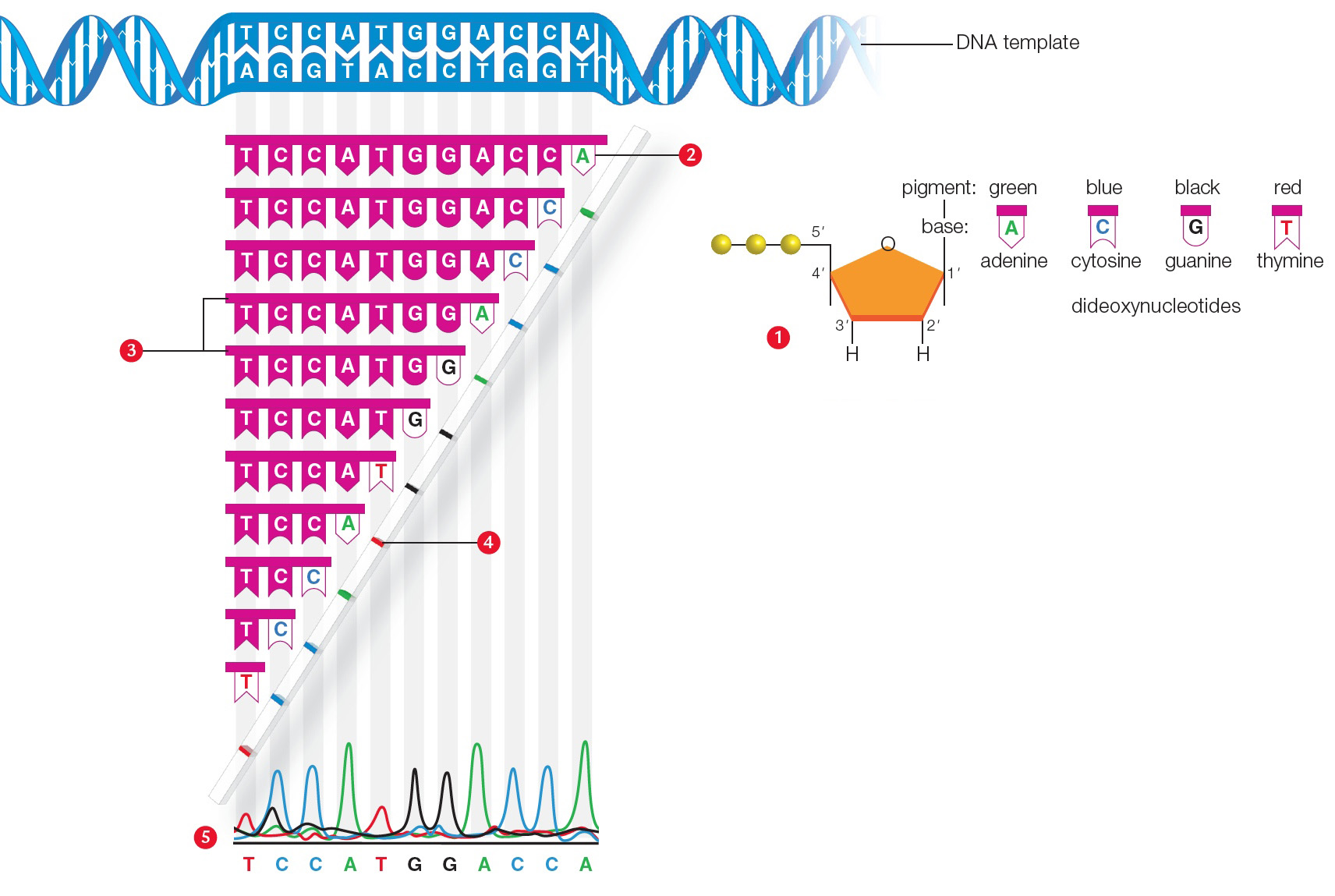 DNA Sequencing