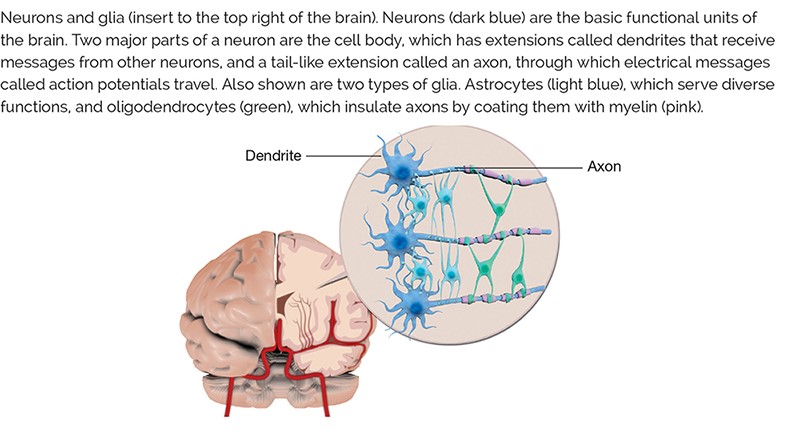 Neurons and glia: Neurons are the basic functional units of the brain