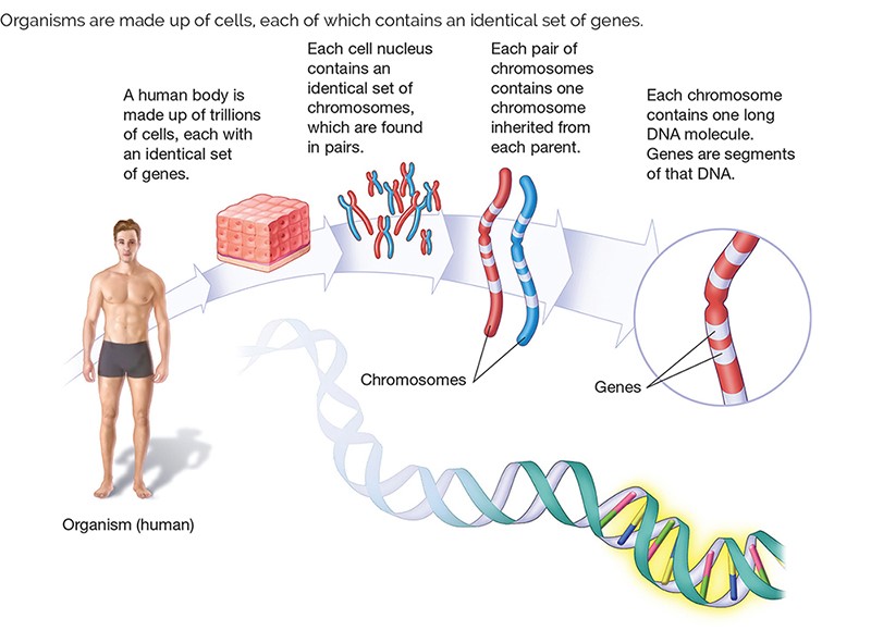 1.6 Organisms are made up of cells, each of which contains an identical set of genes.