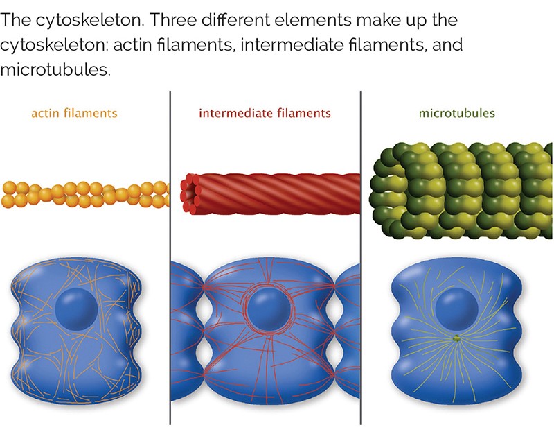 The cytoskeleton