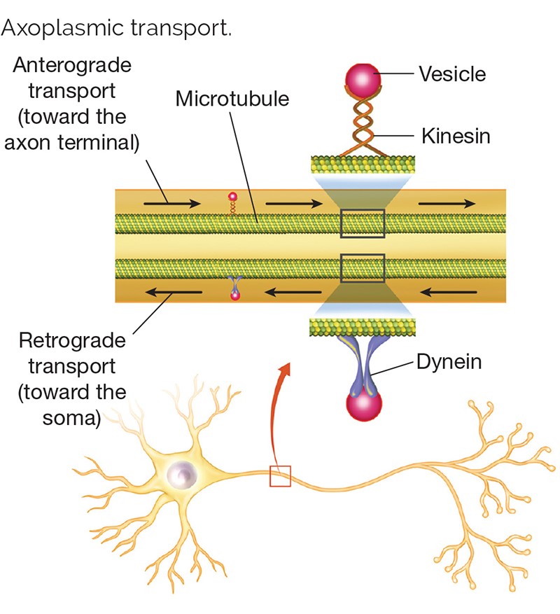 Axoplasmic transport