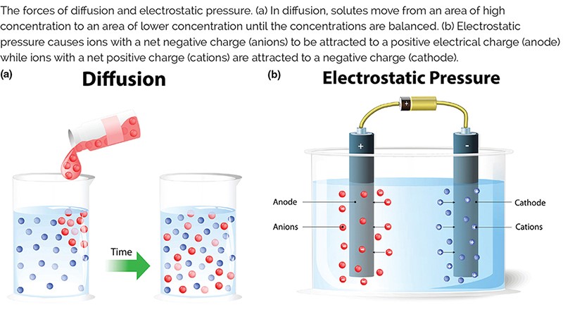 The forces of diffusion and electrostatic pressure. (a) In diffusion, solutes move from an area of h