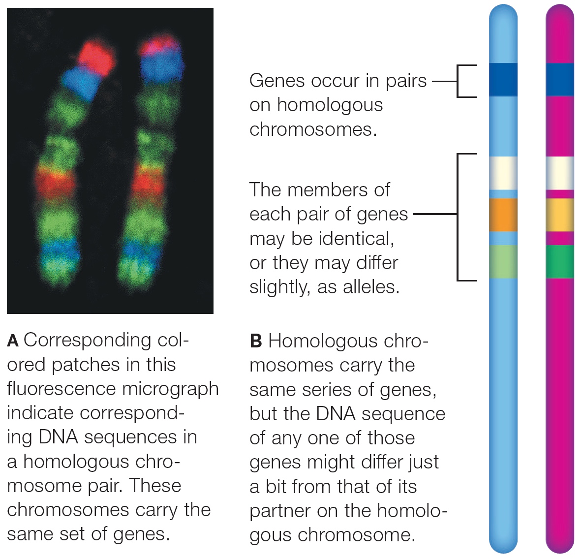 Different forms of a gene are called alleles