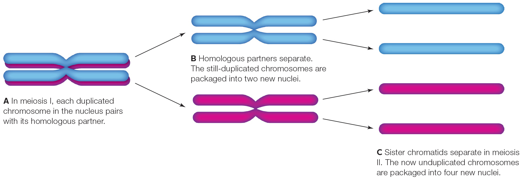 Meiosis Halves the Chromosome Number