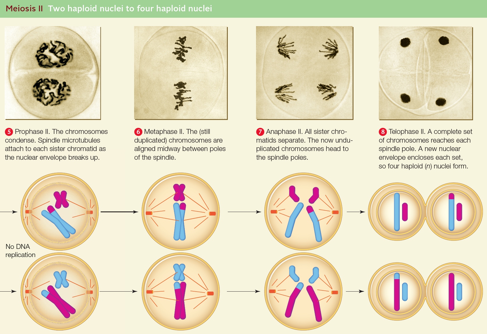 Outline of Meiosis II