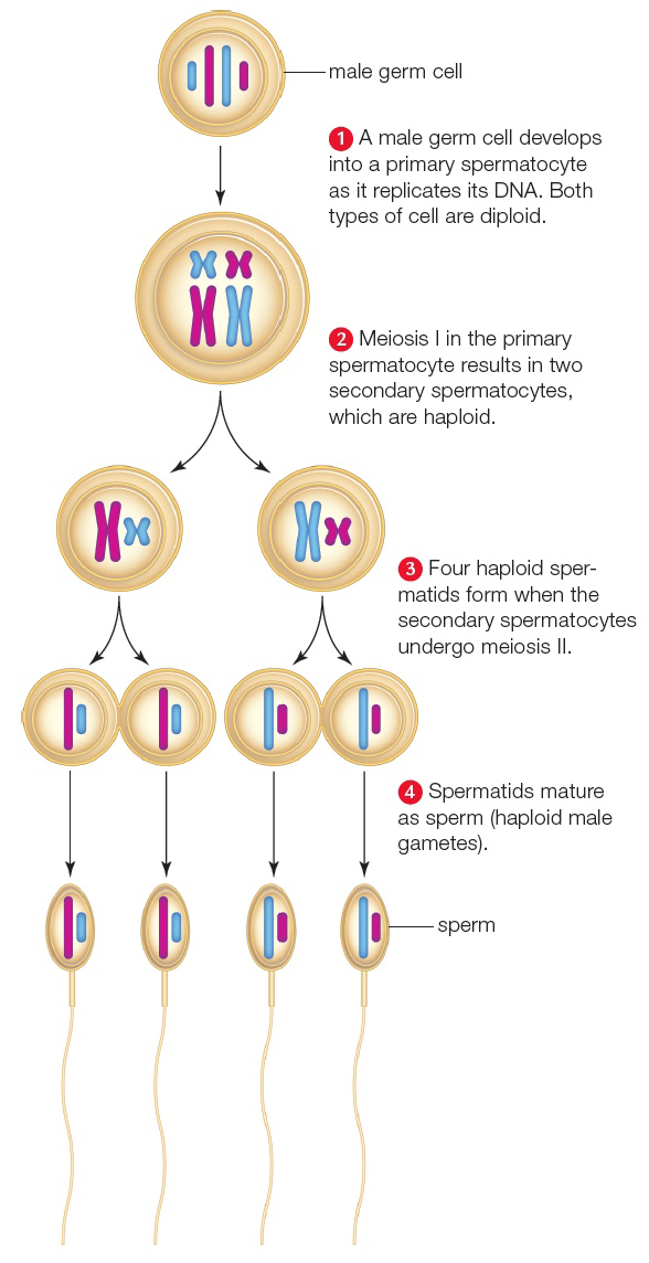 General mechanism of sperm formation in animals