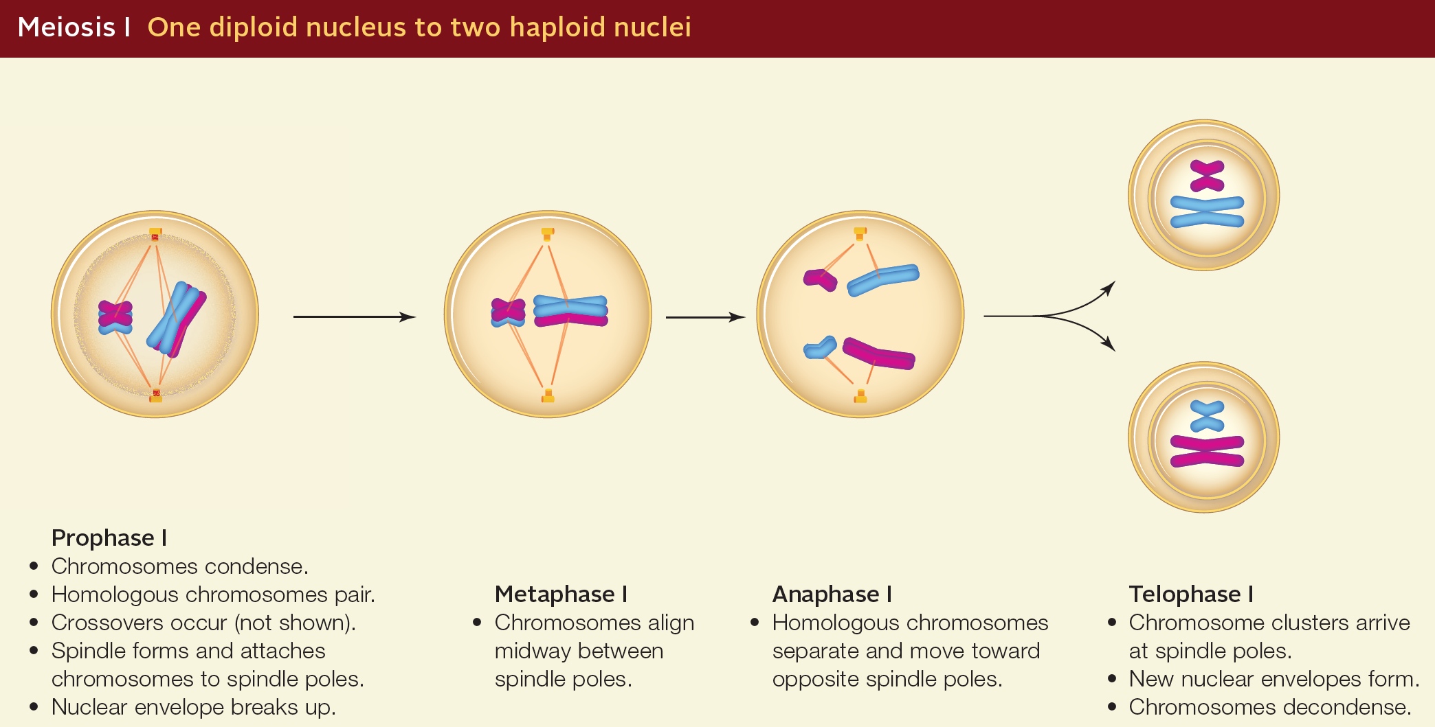 Meiosis I One diploid nucleus to two haploid nuclei