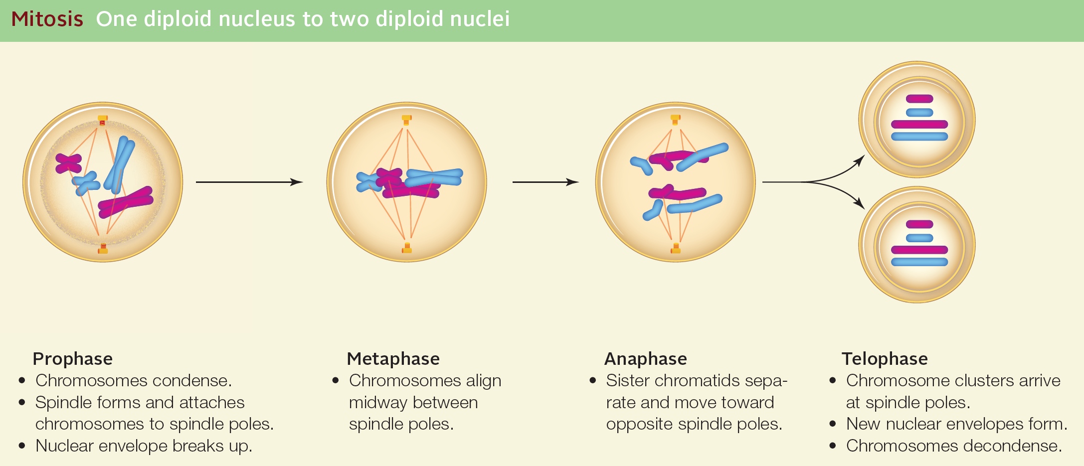 Mitosis One diploid nucleus to two diploid nuclei