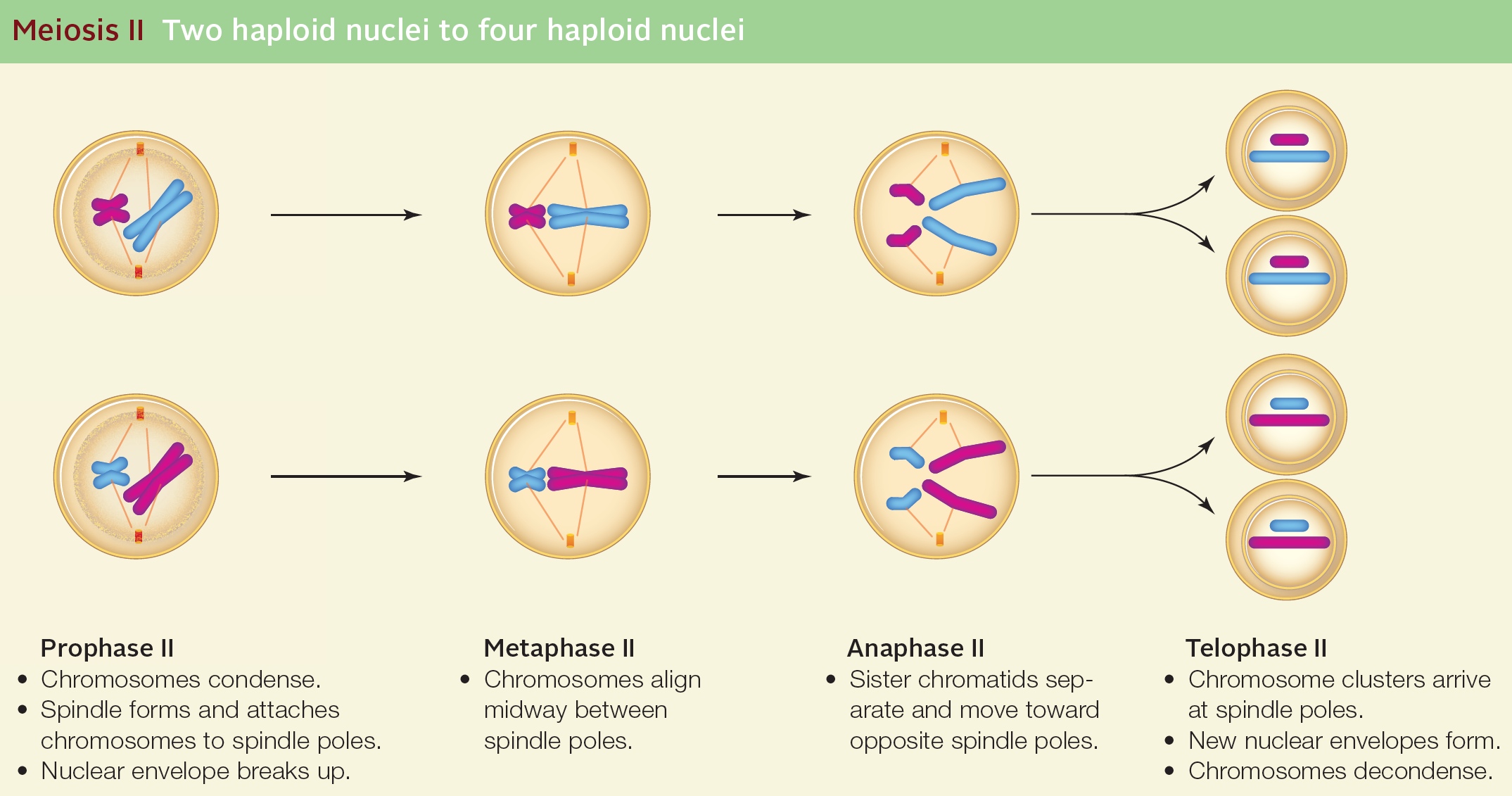 Meiosis II Two haploid nuclei to four haploid nuclei