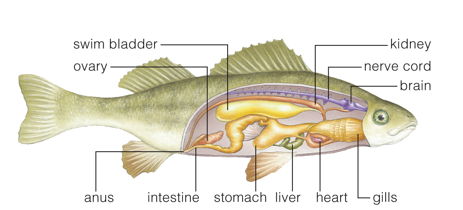 Ray-Finned Fishes: Perch