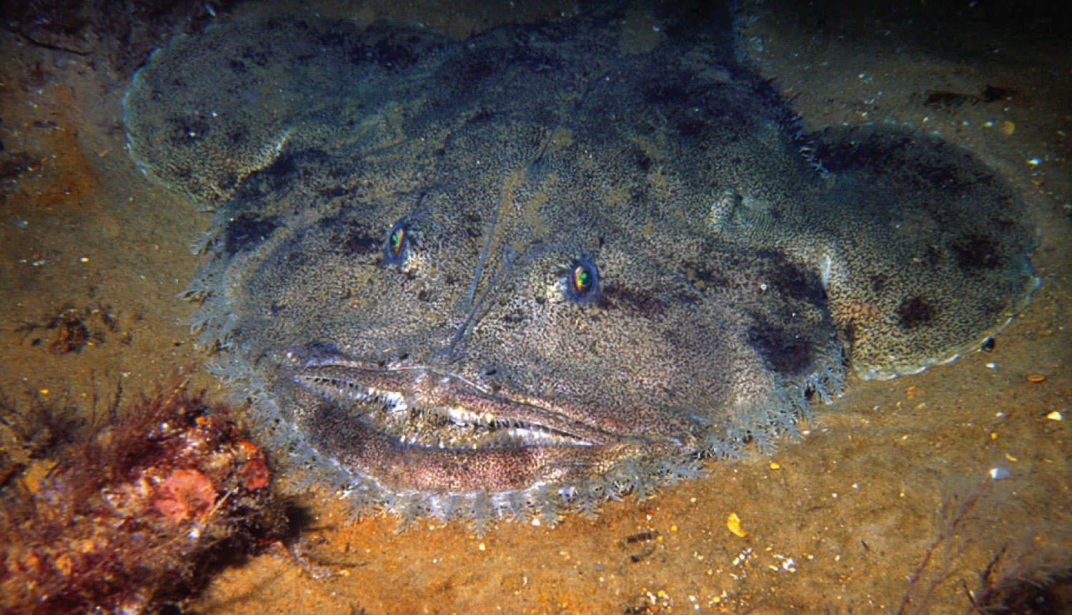 Monkfish, a stealthy marine predator