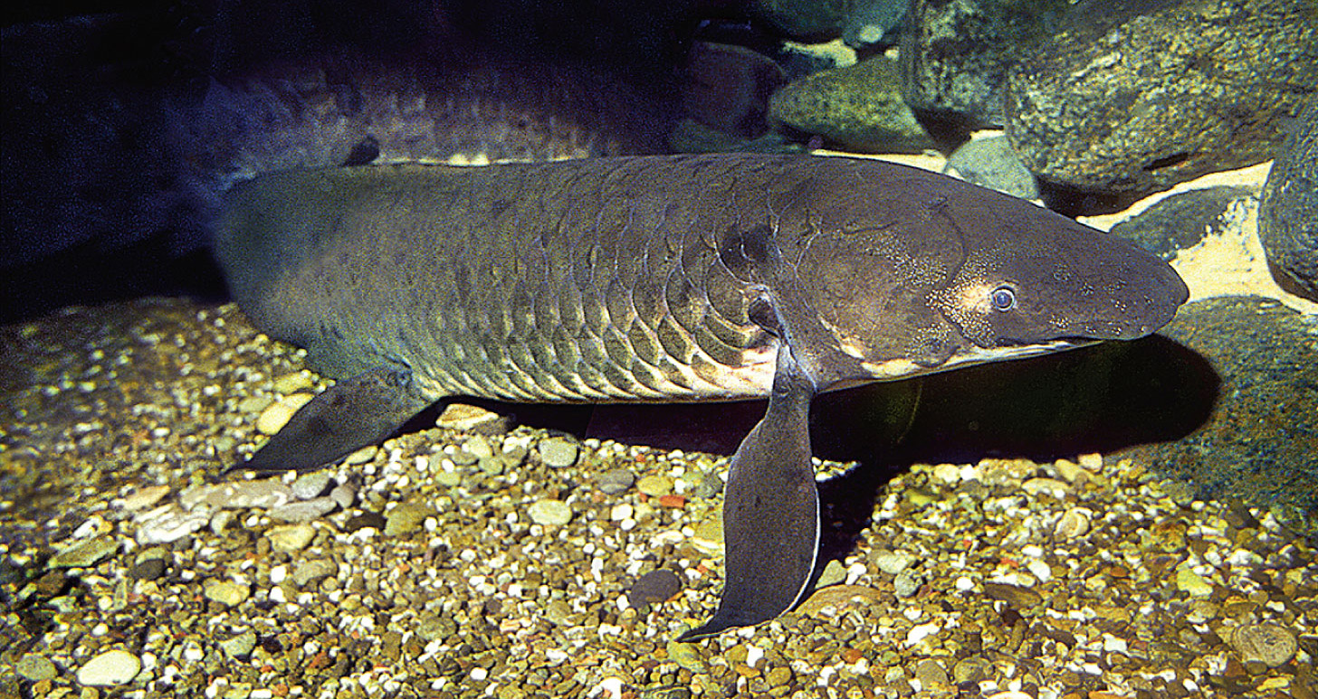 Australian Lungfish