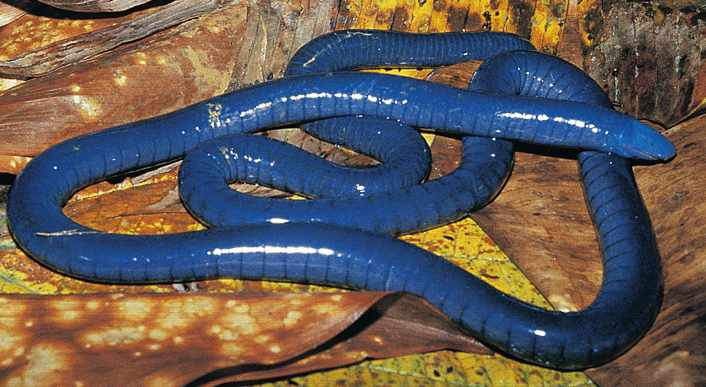 A legless caecilian