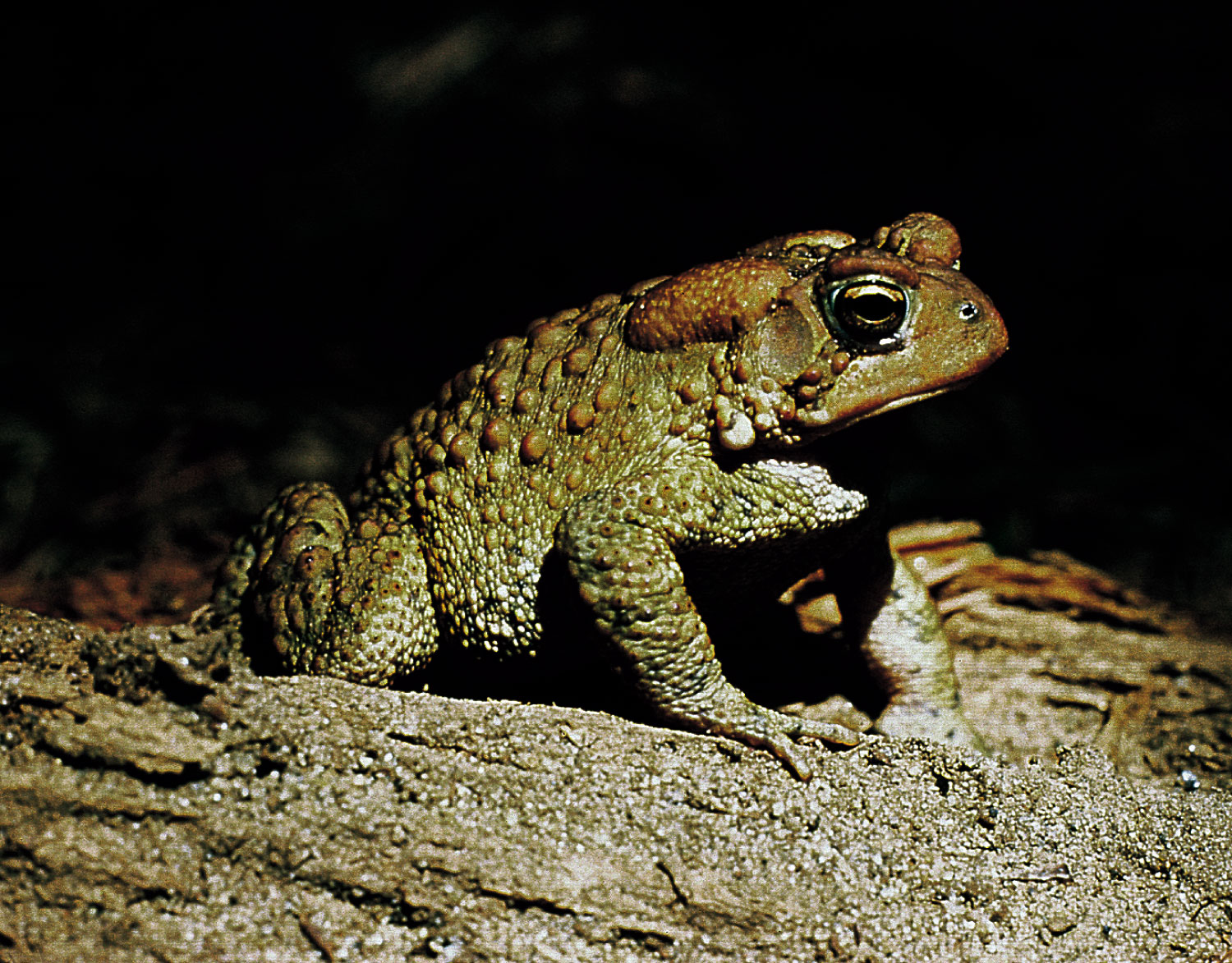 American Toad