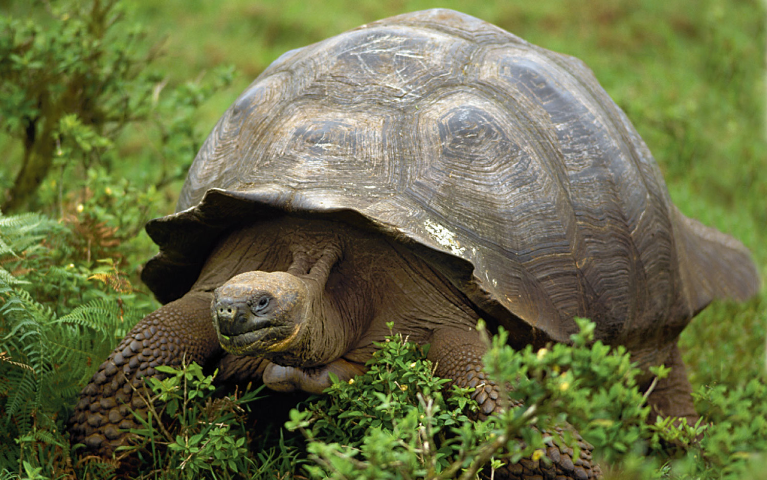 Photo of Turtle