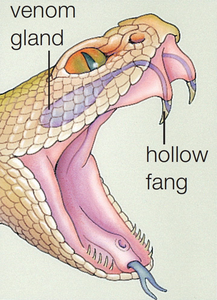 A Fanged Snake