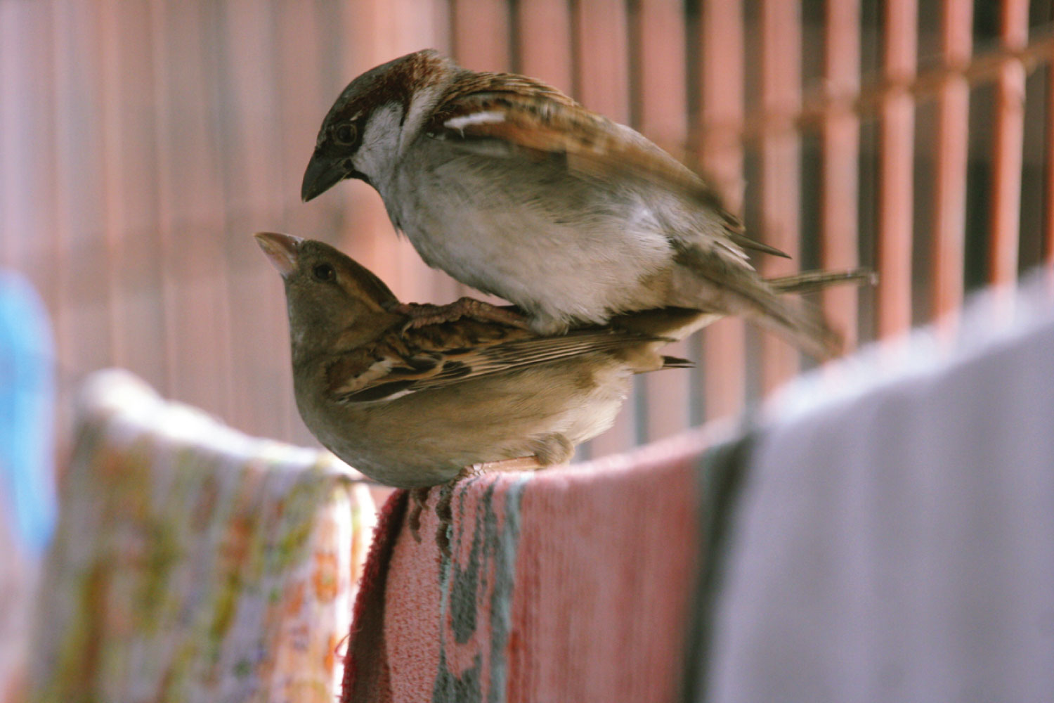 Mating House Sparrows