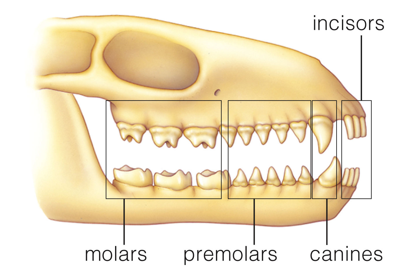 Mammalian Teeth