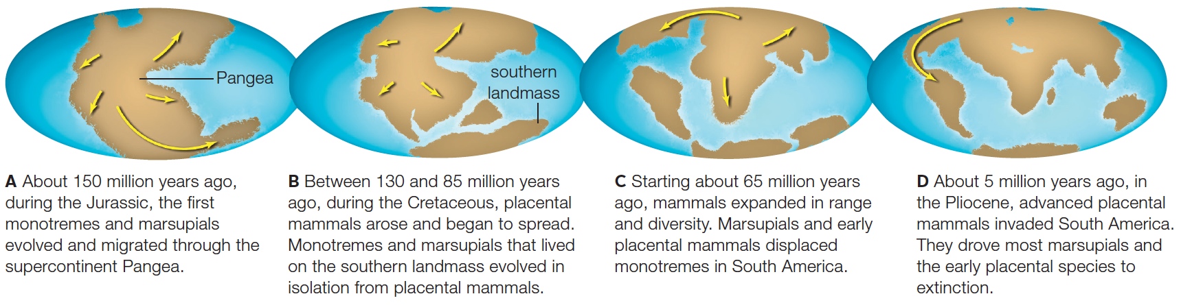 Effects of Continental Drift