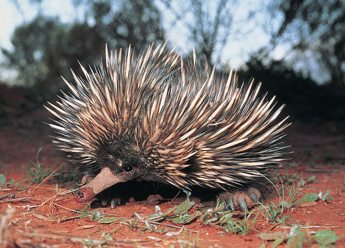 Australia's spiny anteater, one of only three modern species of monotremes
