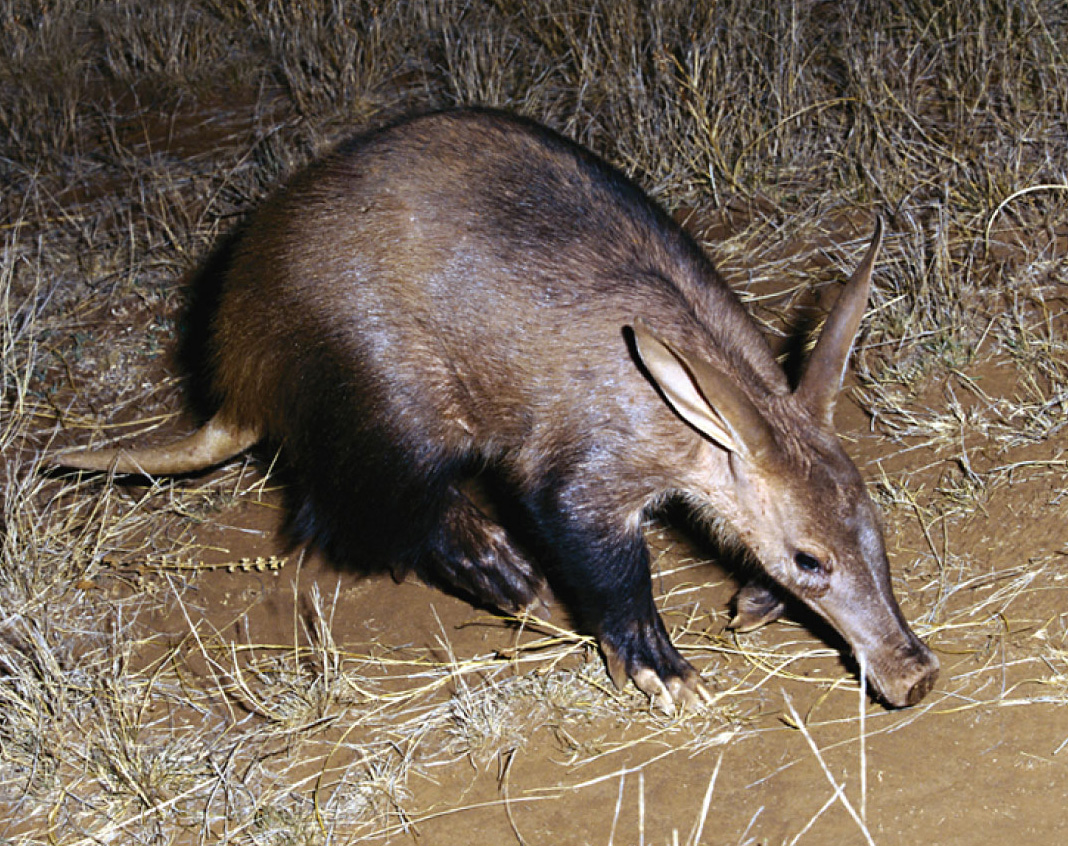 Pouched Mammal (Africa’s aardvark)