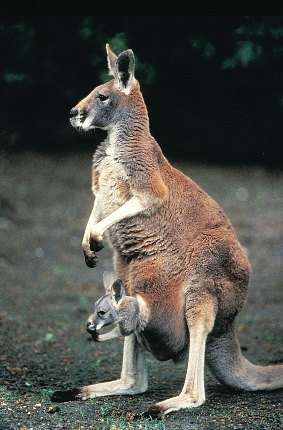 Marsupials: Kangaroo 