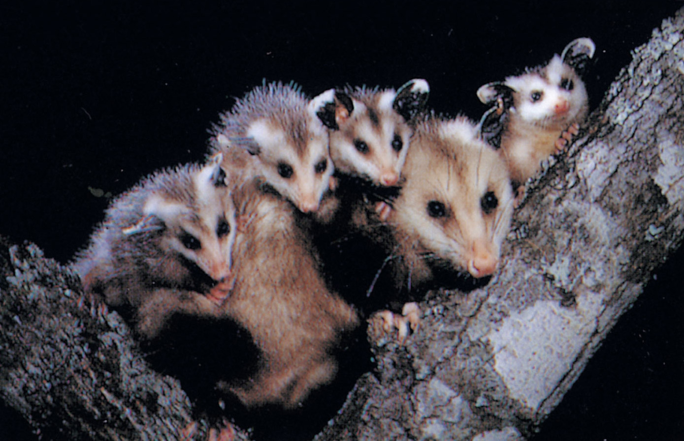 Marsupials: Opossum