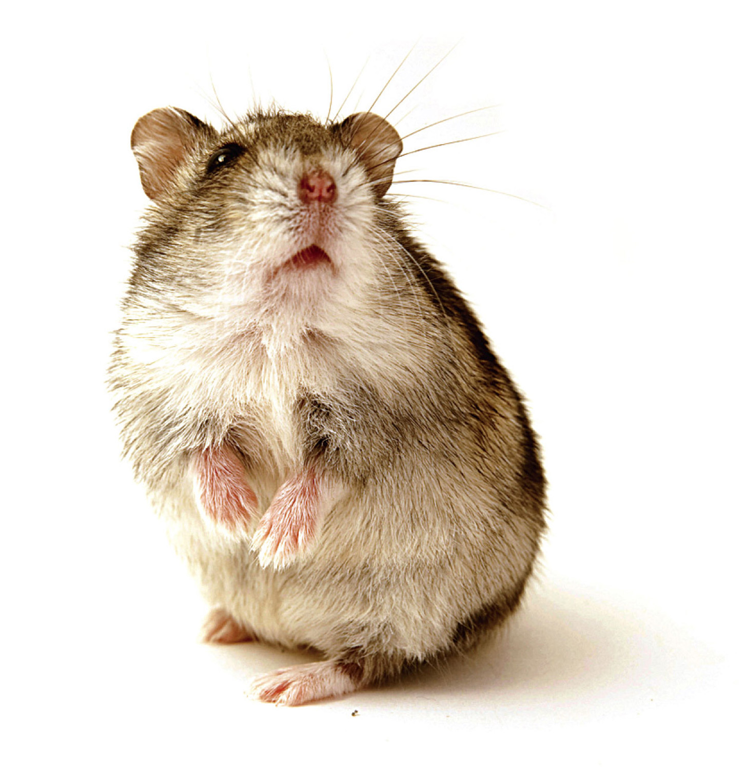 Rodentia