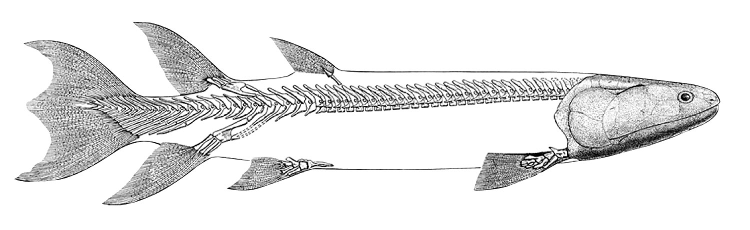 Devonian Lobe-Finned Fish