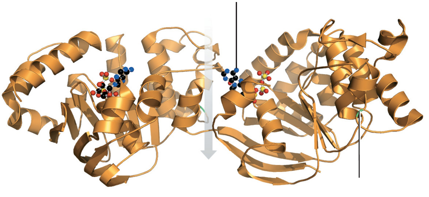 Model of the CFTR protein