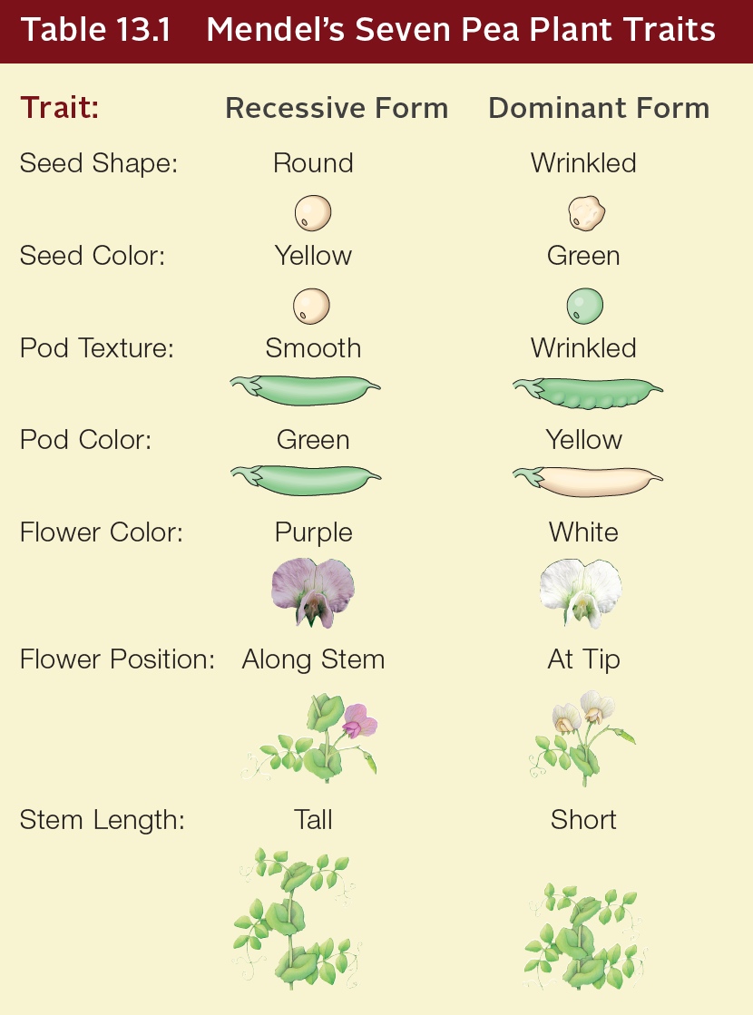 Mendel's Seven Pea Plant Traits