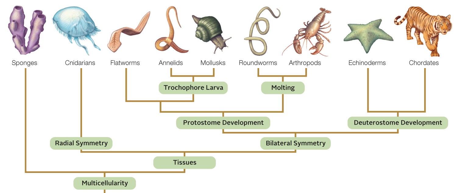 Major Animal Phyla