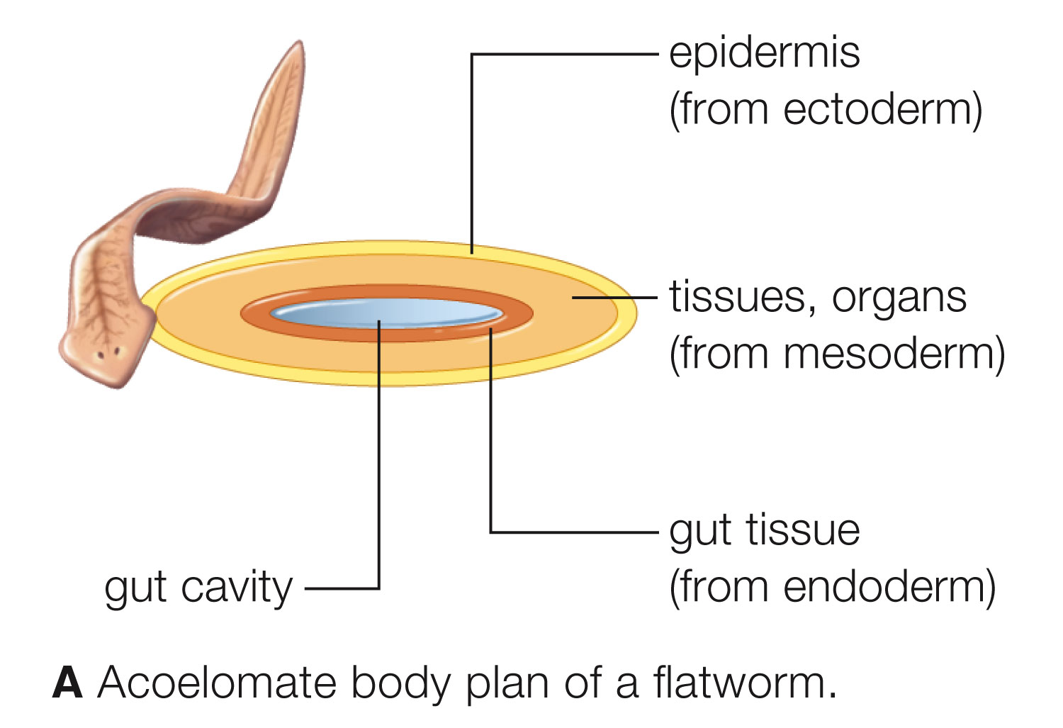 Acoelomate body plan of a flatworm