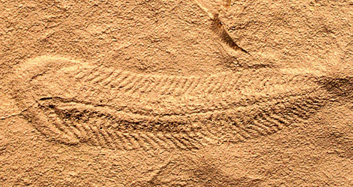 An Ediacaran Fossil