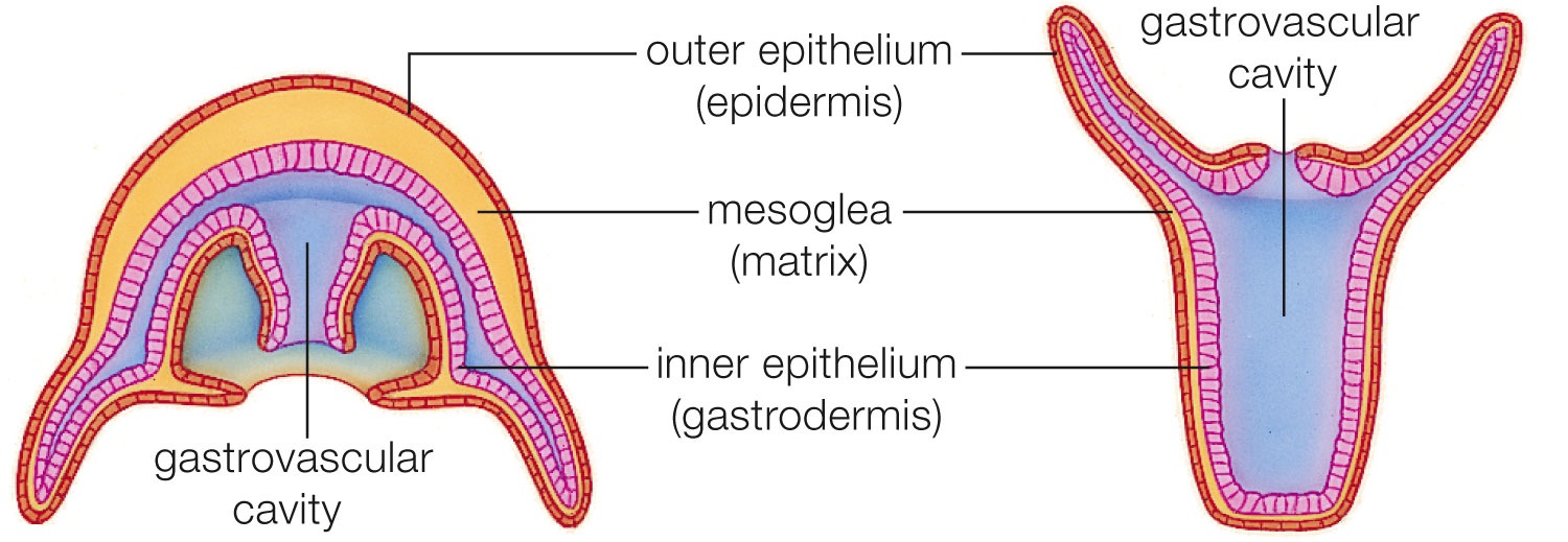 Two Cnidarian Body Plans