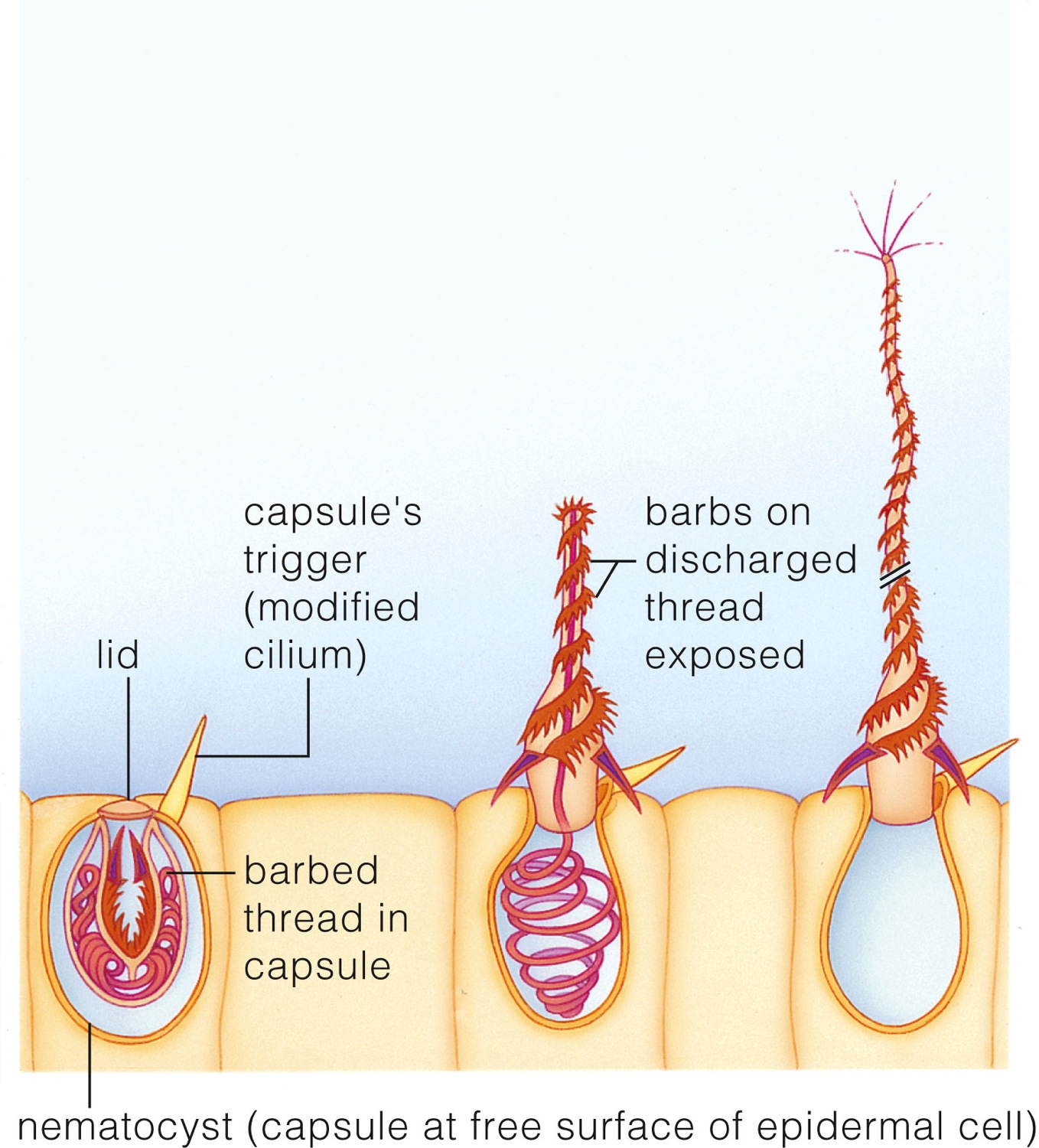 Example of cnidocyte action