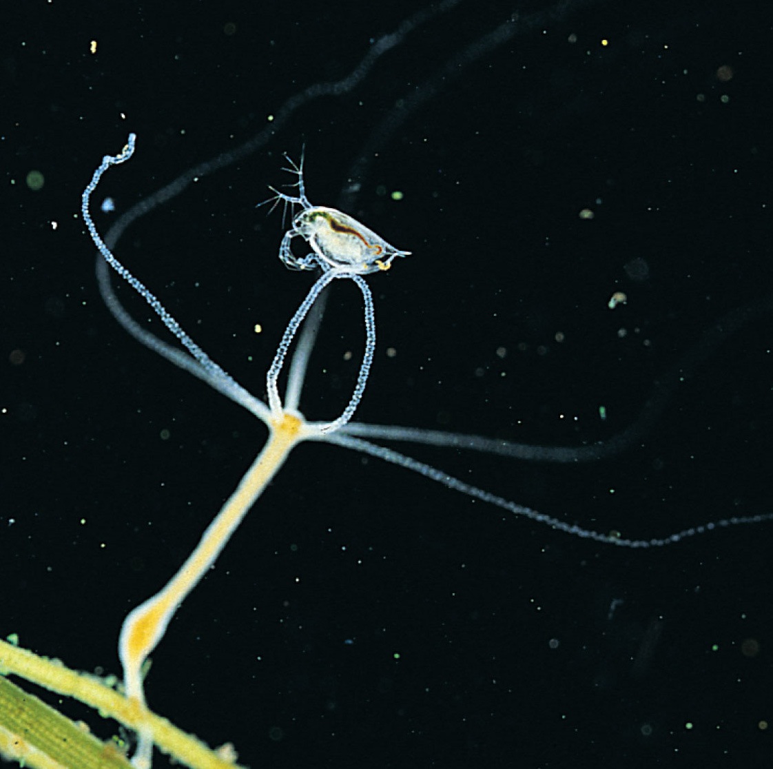 Hydrozoan. Hydra, a freshwater species capturing and digesting a water flea.