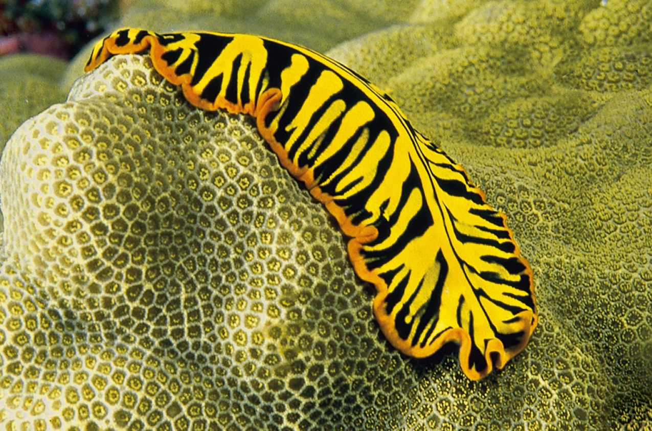 A marine flatworm