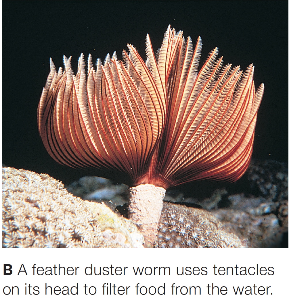 Feather Duster Worm