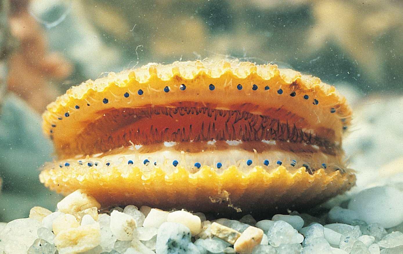 Bivalve (scallop) with hinged, two-part shell