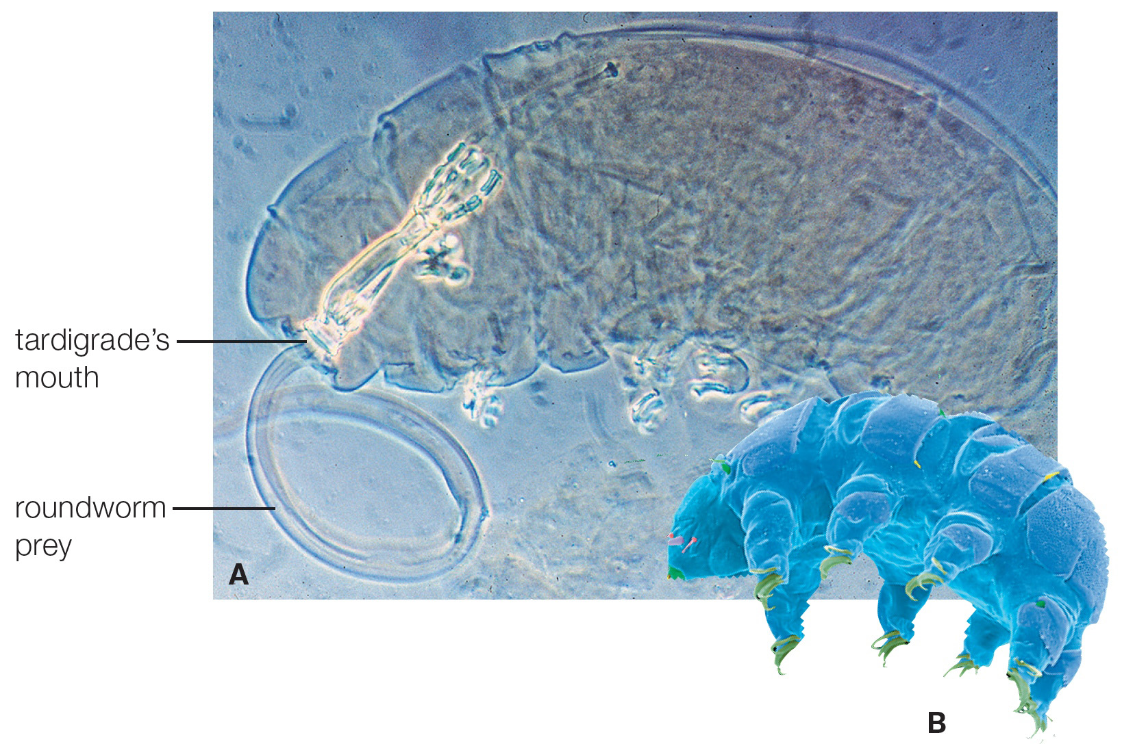 Tardigrades