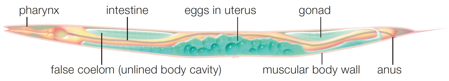 Roundworm Body Plan