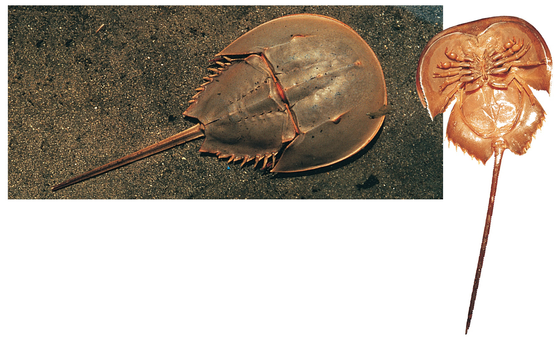 Horseshoe Crab