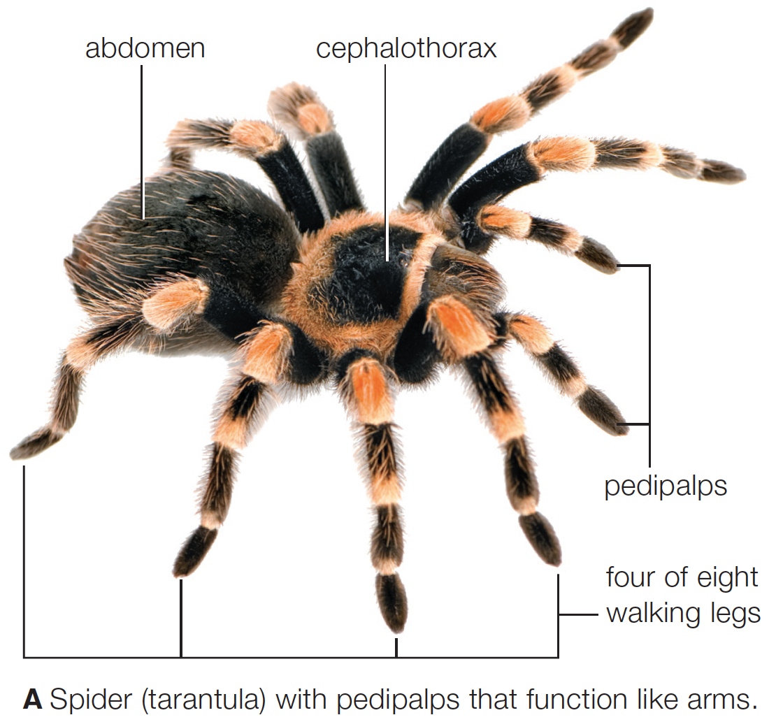 Spider Anatomy Flashcards