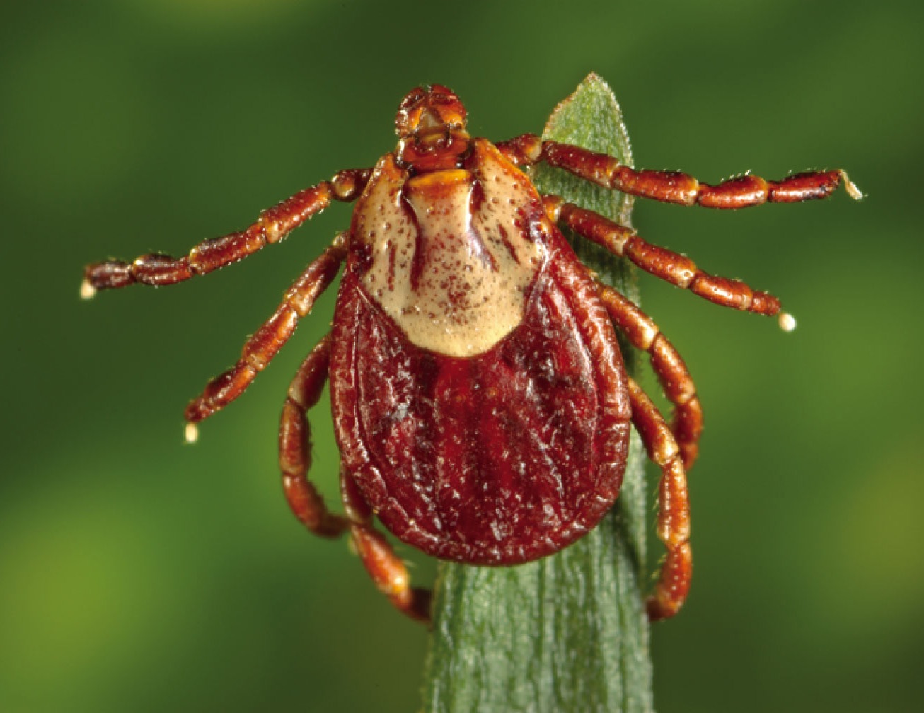 Female Tick