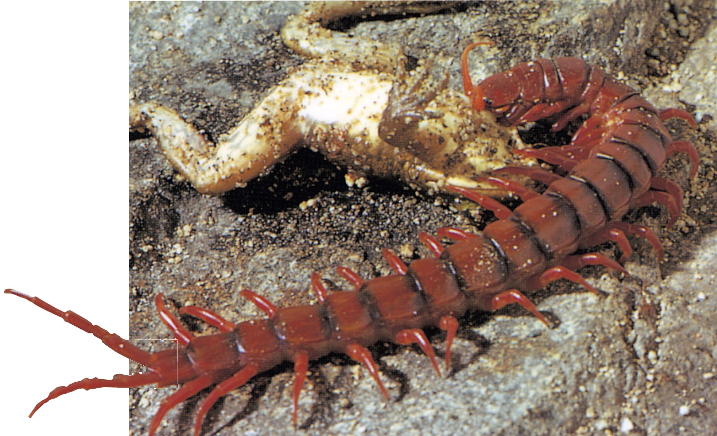 Southeast Asian Centipede