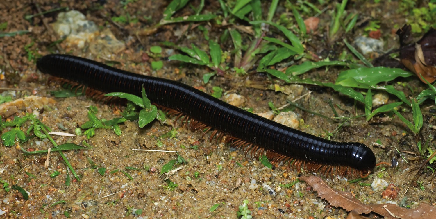 A Millipede