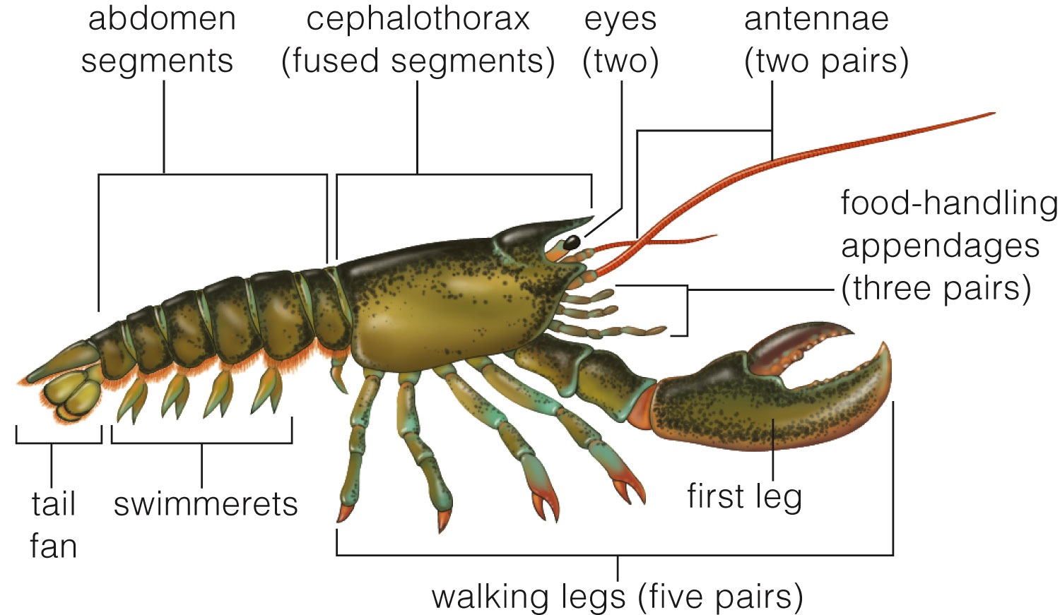 Body plan of a lobster (Homarus americanus)