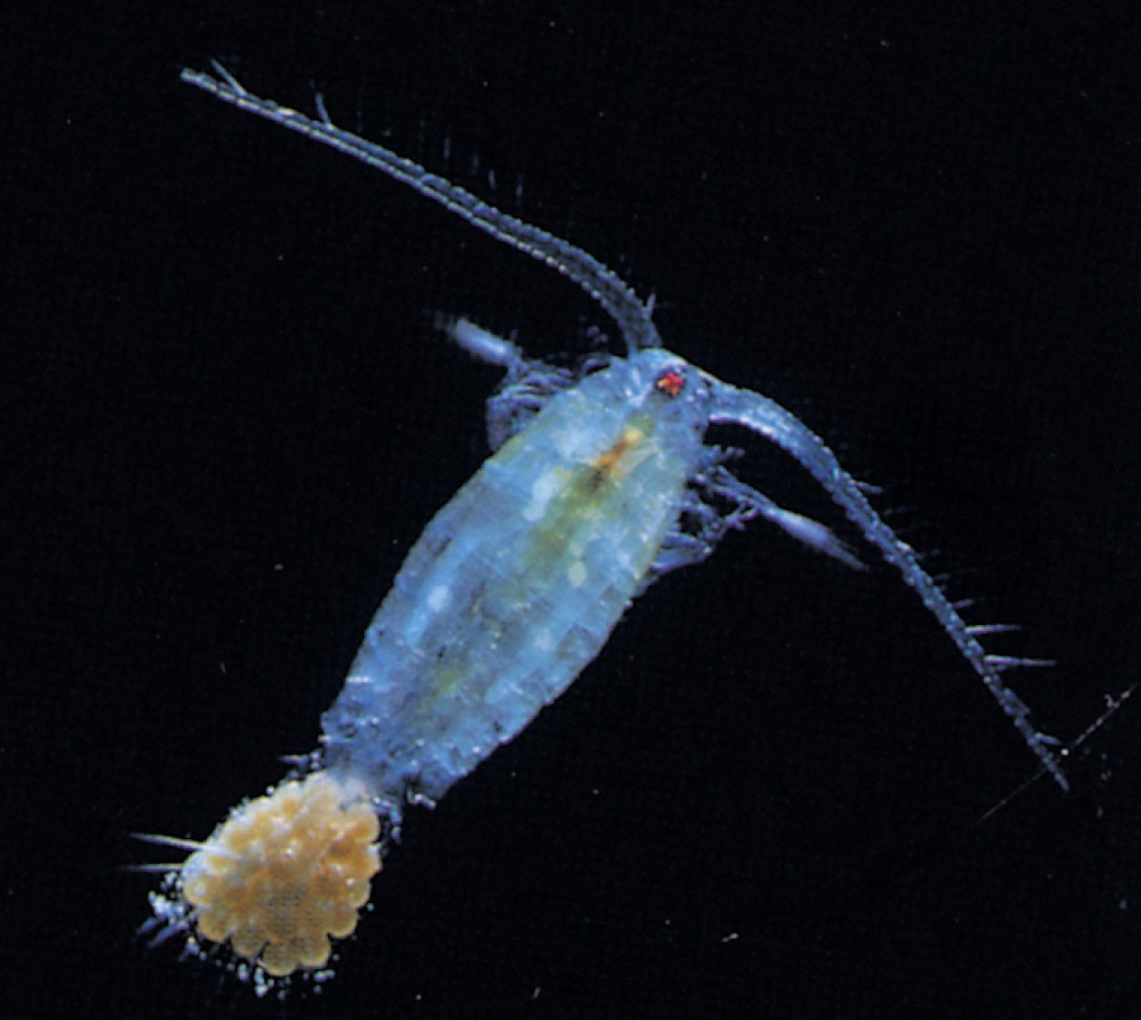 Female copepod with eggs