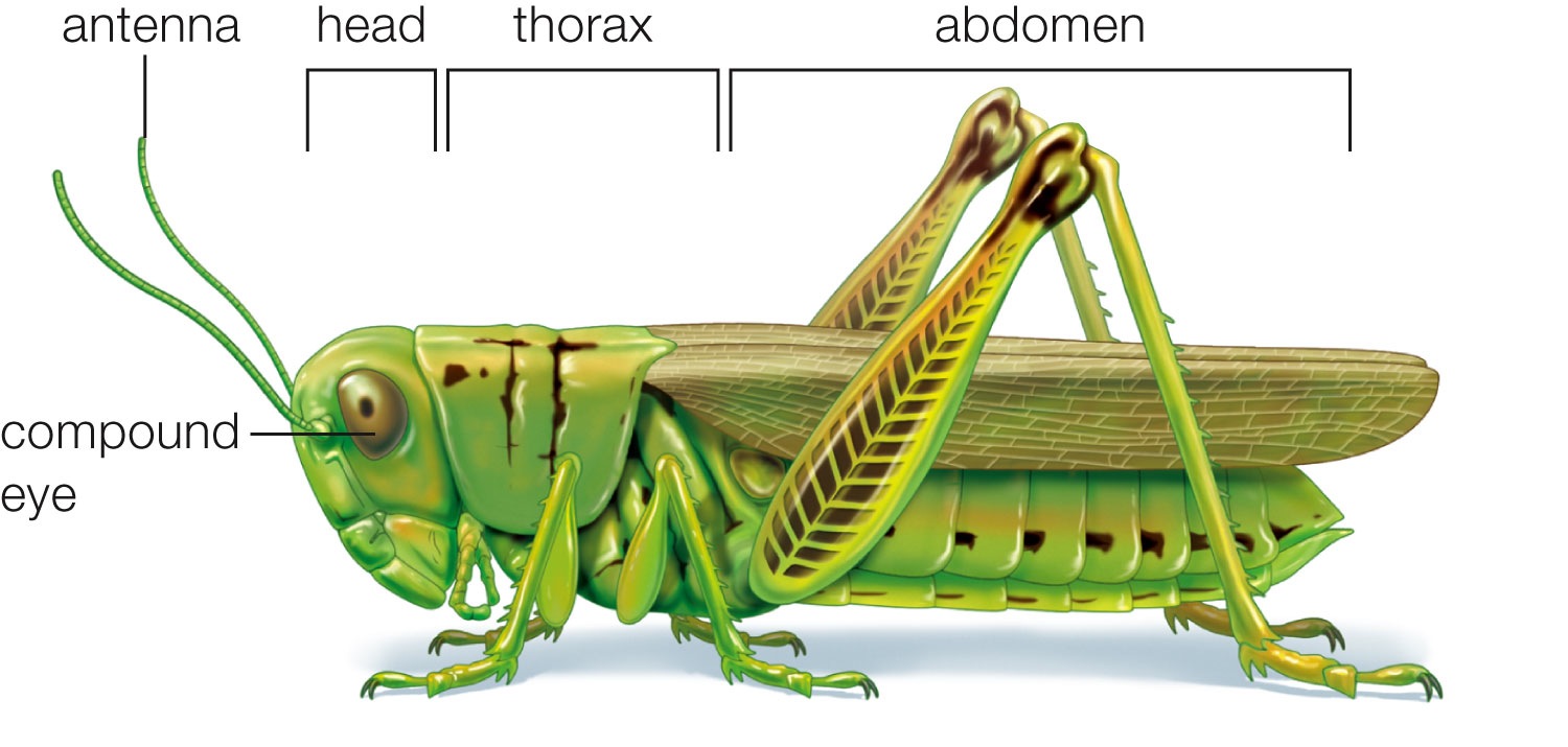 Insect Body Plan: Grasshopper